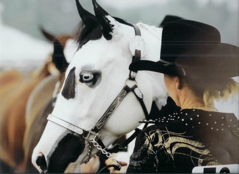 American Paint,Foundation QH,Pinto,Pinto-Arabian. NHS,coaching,boarding,training,show,sanctuary.  specific breeding only.