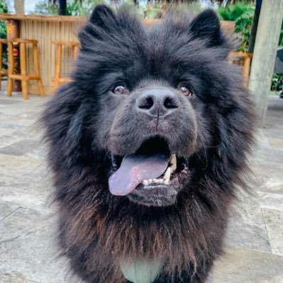 larrychowchow's profile picture. a pretty, pretttty, pretty good boy