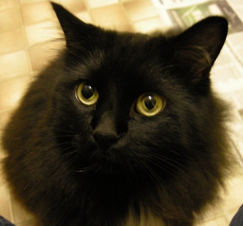 Non-profit pet bereavement support resource and community set up by @VetEmCC. Also on Facebook http://t.co/JjMwWp3mk7. Death ends a life not a relationship.