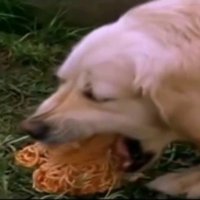 My Dog Is A Hoe (@mydogisahoe1) 's Twitter Profile