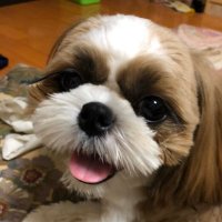 hiromi❤️히로미(@JKS_shih_tzu) 's Twitter Profile Photo