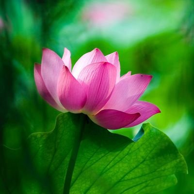 KIMNGONHAN1's profile picture. 