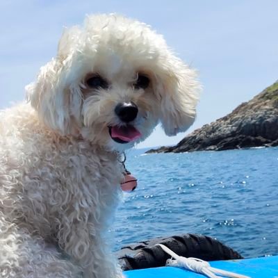 Magnificent Maltese Princess; born Jan 20, 2020. loves swimming, loaferin' at the beach, riding on boats #beachdog #Seadoggo #loaferin'
