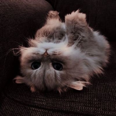 “r U okay” no i should’ve been a cat