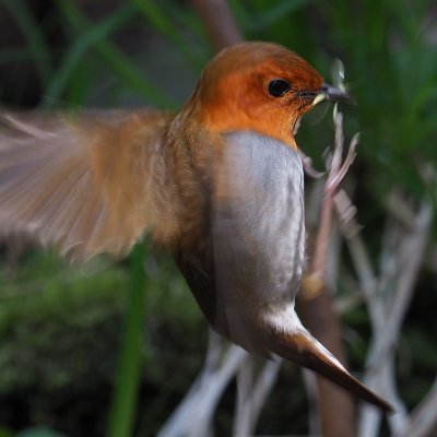 北東北で野鳥撮影を楽しんでます！
鳥撮り万年初心者🔰ですが、よろしくお願いします。🐥
インスタも始めてみました。