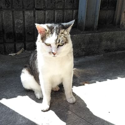 にゃんこチャンネル Pcwiqw4zdtzuvvp Twitter にゃんこチャンネル Pcwiqw4zdtzuvvp Twitter