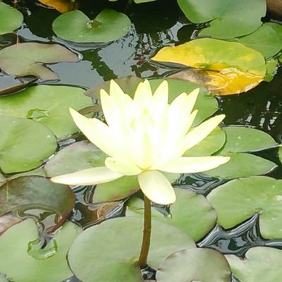 ウニさんのプロフィール画像