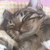 miau miau babycat (@Bnanabredd) Twitter profile photo