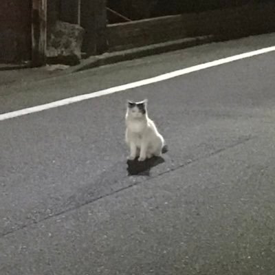 toshikerman's profile picture. よろしくお願いします