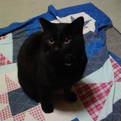 猫専用アカウントです。
二匹とも元野良猫です。          
こてつ(黒猫)♂うちの子記念日🎂2021.04.18                       
こむぎ(キジトラ猫)♀うちの子記念日🎂2022.11.02