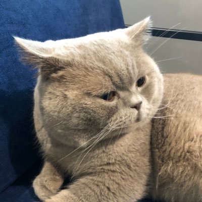 jade_treemong's profile picture. Designer