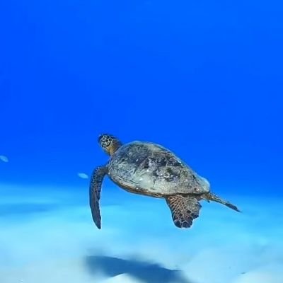 che_msw's profile picture. 精神保健福祉士/社会福祉士/医療ソーシャルワーカー(MSW)をしています/仕事でのことを日記代わりに/無言フォローお許しください/無言フォロー歓迎です/#MSW #医療ソーシャルワーカー #精神保健福祉士 #社会福祉士