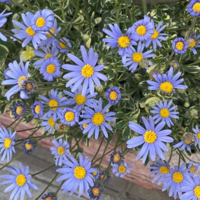 YuiHarukaze's profile picture. 東京。35歳。感情を抱えきれないとき、こっそりと置きにくる。2024.08〜育児。