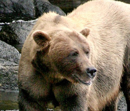 Celebrate Bears of Alaska at Bearfest, July 25-29, 2012.  Symposium, workshops, music, bearviewing at Anan Wildlife Observatory in the Tongass National Forest