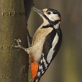 JochenHammer's profile picture. 