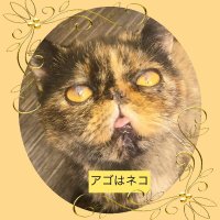 アゴはネコ🐈里親譲渡😸保護猫　🐈子猫ちゃん(@JR06725213) 's Twitter Profile Photo