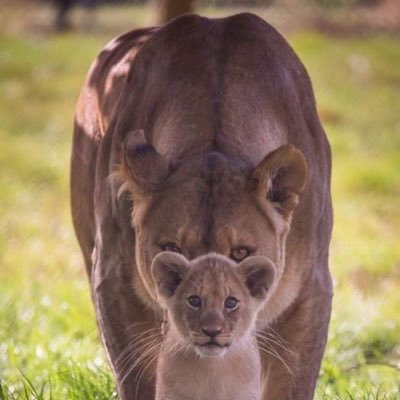 peur de pas grand chose, j'irai au bout pour mes enfants