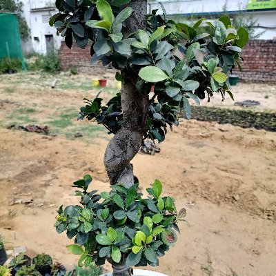 Gardening at roof