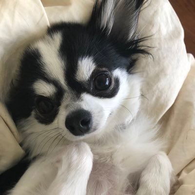 Q4NenM6EgSDvmY7's profile picture. 