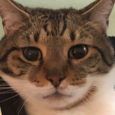 何十年生きてきた中で初めて頑張りたいと思ったこと。それはプログラミング‼ 難しい!でも楽しい‼ 数学0点の独女がプログラミングおよびWEBデザイナーへ挑戦する道のりを記していこうと思います🏄🏼♀️ 頑張れ私!! 好き♡動物/グルメ/旅行/美容/精神年齢低