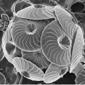 Gal Lab (@biominlab) 's Twitter Profile