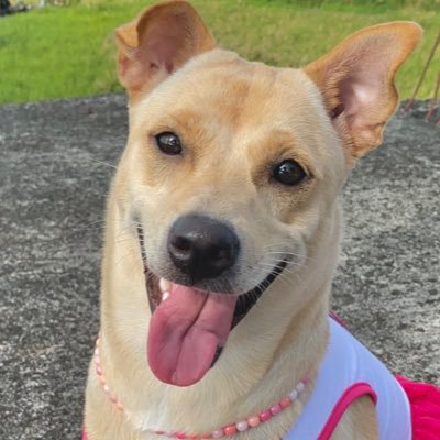 Skipperdagreat's profile picture. I'm the best dog! 🐶