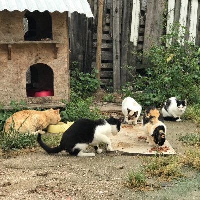 Associação de gatos de rua em Alcochete. Por favor ajude com doação:
- MBWAY: 960 023 922
- NIB: 0035 0033 0001 1818 0000 4
