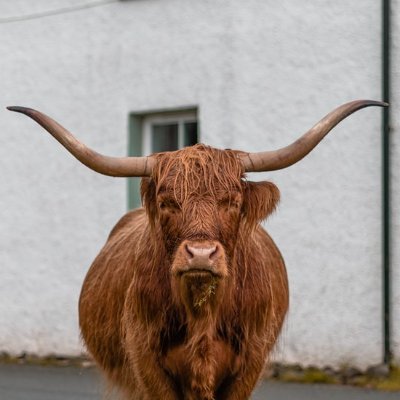 NostraCto's profile picture. Crypto