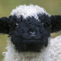 🌿Qui vivra verra 🍂 (@thatswhyitalk) Twitter profile photo