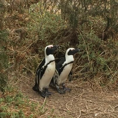 Draost1's profile picture. 