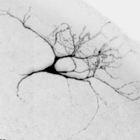 balmerlab (@balmerlab) 's Twitter Profile Photo balmerlab (@balmerlab) 's Twitter Profile Photo