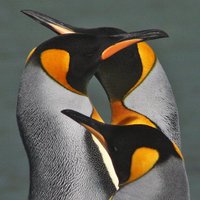 Ricardo Matus (@rmatusn) 's Twitter Profile