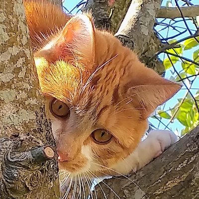 Member of Truro Methodist Church, Leader of two Rainbow Units, and kitten fosterer for Cats Protection Falmouth & Helston Branch.