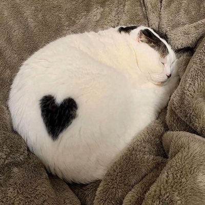 sailormoonlulu's profile picture. personal