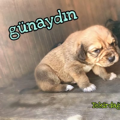 500 muhtaç canın yaşadığı yer olduğum için çok özelim. https://t.co/T4e3b0cbfu