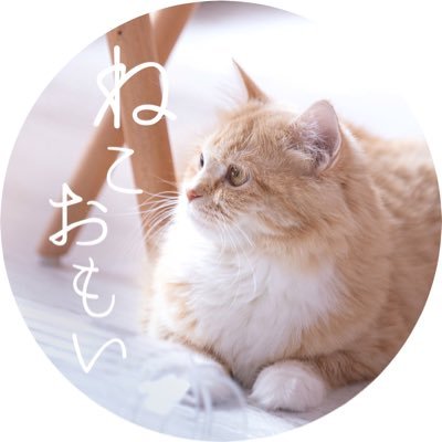 猫好きの猫好きによる猫のためのアカウント🐈お猫様との暮らしを豊かにする情報を垂れ流します🐈猫垢さんフォロバ100%🐈画像はぱくたそさんからお借りしています