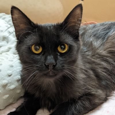 LudwigLynn's profile picture. Wife, cat mom, jewelry designer. 
#OPLive, NASCAR and Clemson 🏈
#adoptdontshop #rescuecatsrock #pawmission