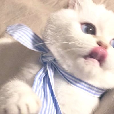 ᶜᵃᵖᵉˡ ˗ˏˋさんのプロフィール画像