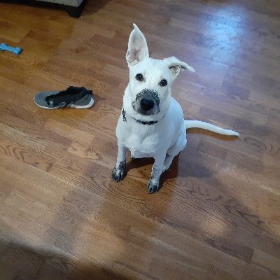 rpackrat1's profile picture. "Fuck off!  We're the People's Front of Judea."

Lawyer, vegan, Mets fan.  He/Him
Vegan for the animals, misanthrope for the humans.