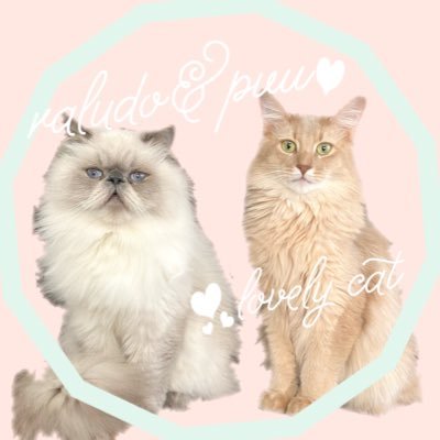 猫のラルドとぷーさんのプロフィール画像