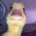 Robby (@rubsterducky) Twitter profile photo Robby (@rubsterducky) Twitter profile photo