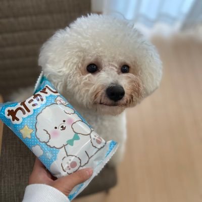 ビションフリーゼのわたげです🐶💭Instagramもよろしくね💕