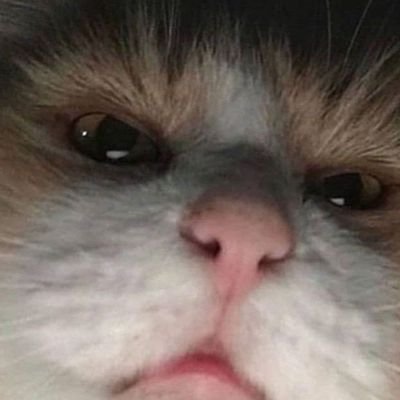 i lost my main accnt for the sec time now lmao anws hai