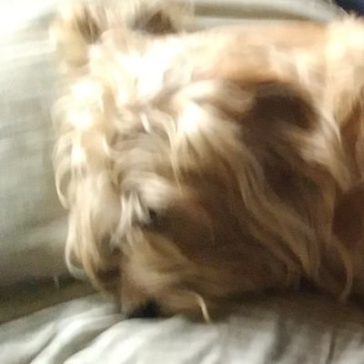 SpaceMax13's profile picture. I play identity V, my user is SpaceMax and my ID is 12622145 in Na/EU