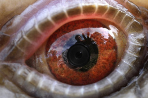 nampix's profile picture. 