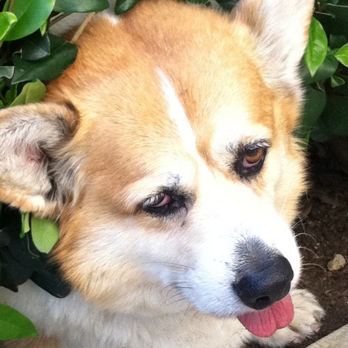 C_Hirsching's profile picture. 