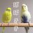 ぽち吉のアイコン