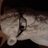 misasa_musa's profile image
