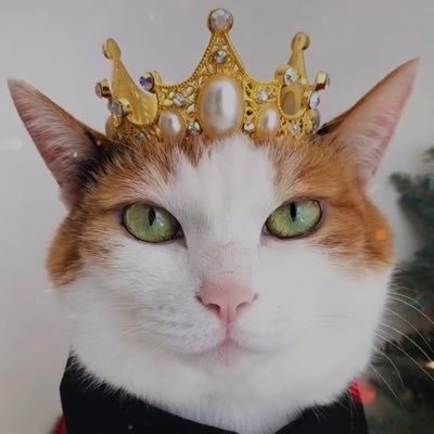 HobelIGorden's profile picture. Golden Snitch  ～ 锁推者勿跟（来路不明者必封，除非先表明身份）