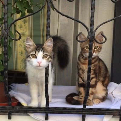 Alihan03932179's profile picture. Grey hair / 📚/ 📈/🎻/